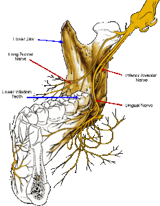 Dental nerve diagram